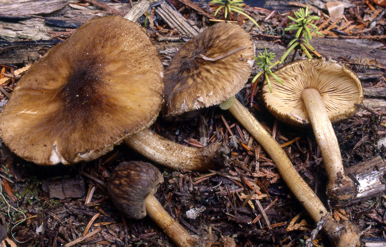 Pluteus granularis
